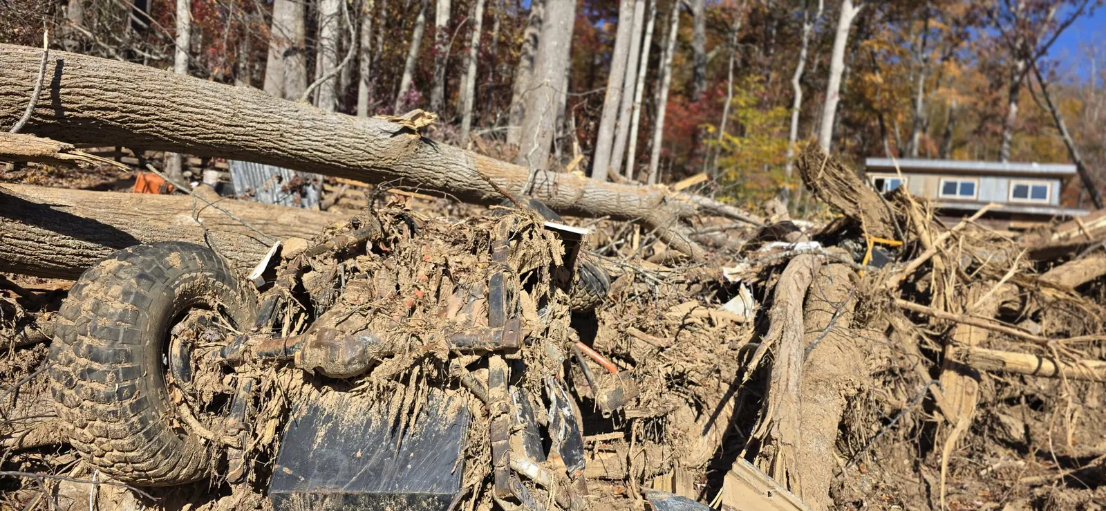 Vehicle damaged by a fallen tree